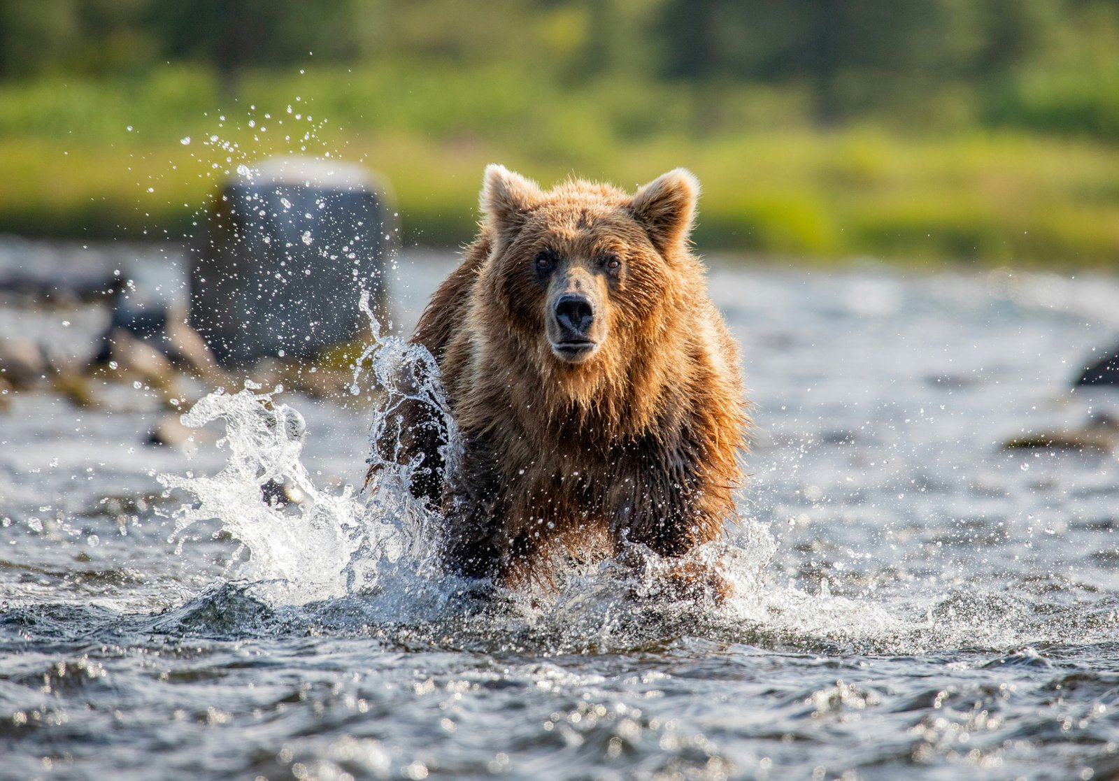 Alaska brown bear in river