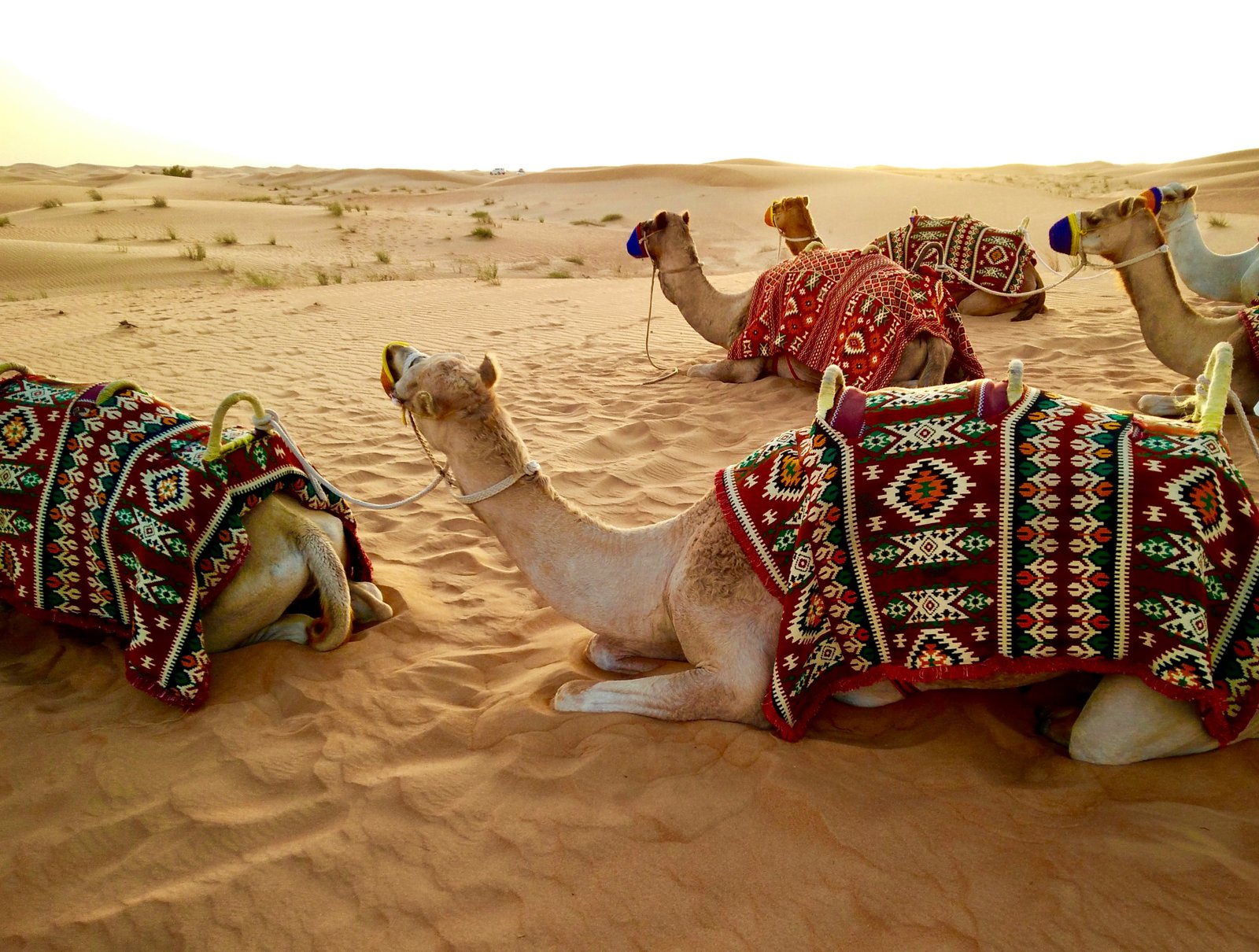 UAE desert safari dunes