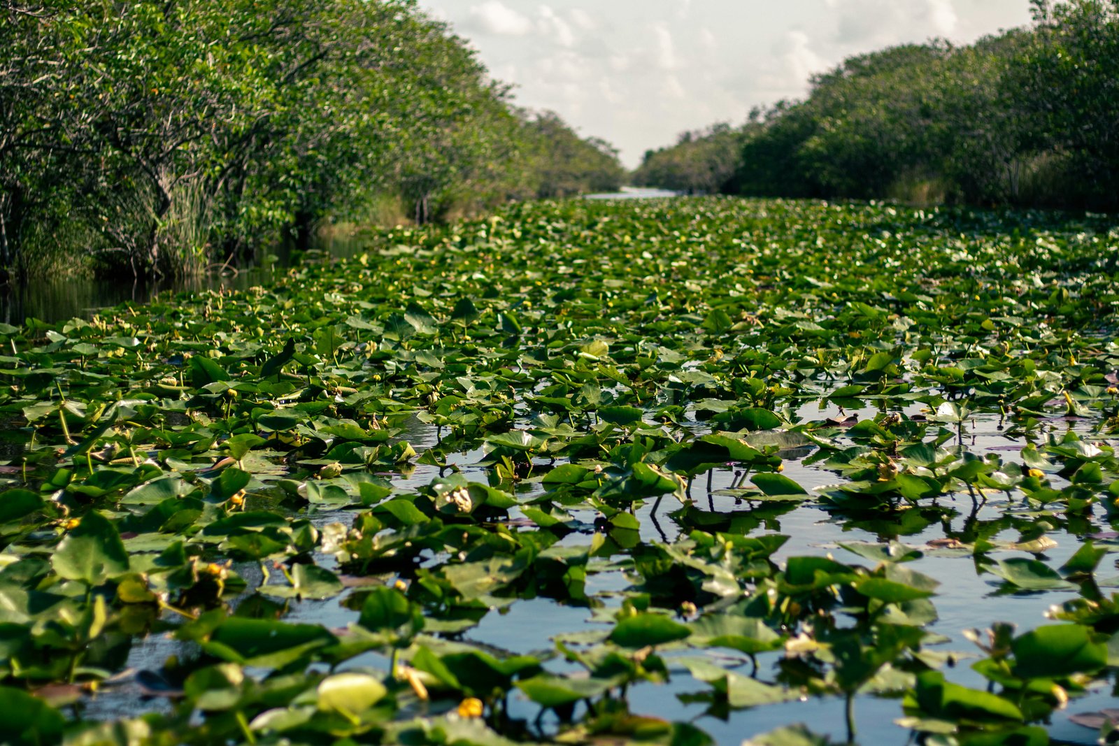 Florida Everglades