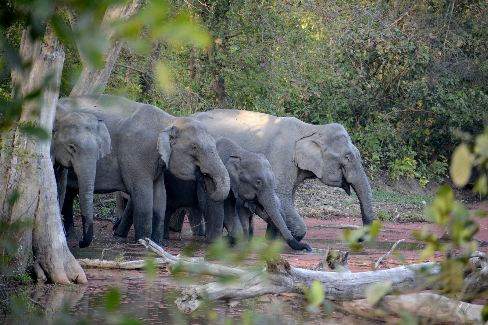 Elephants at Jim Corbett