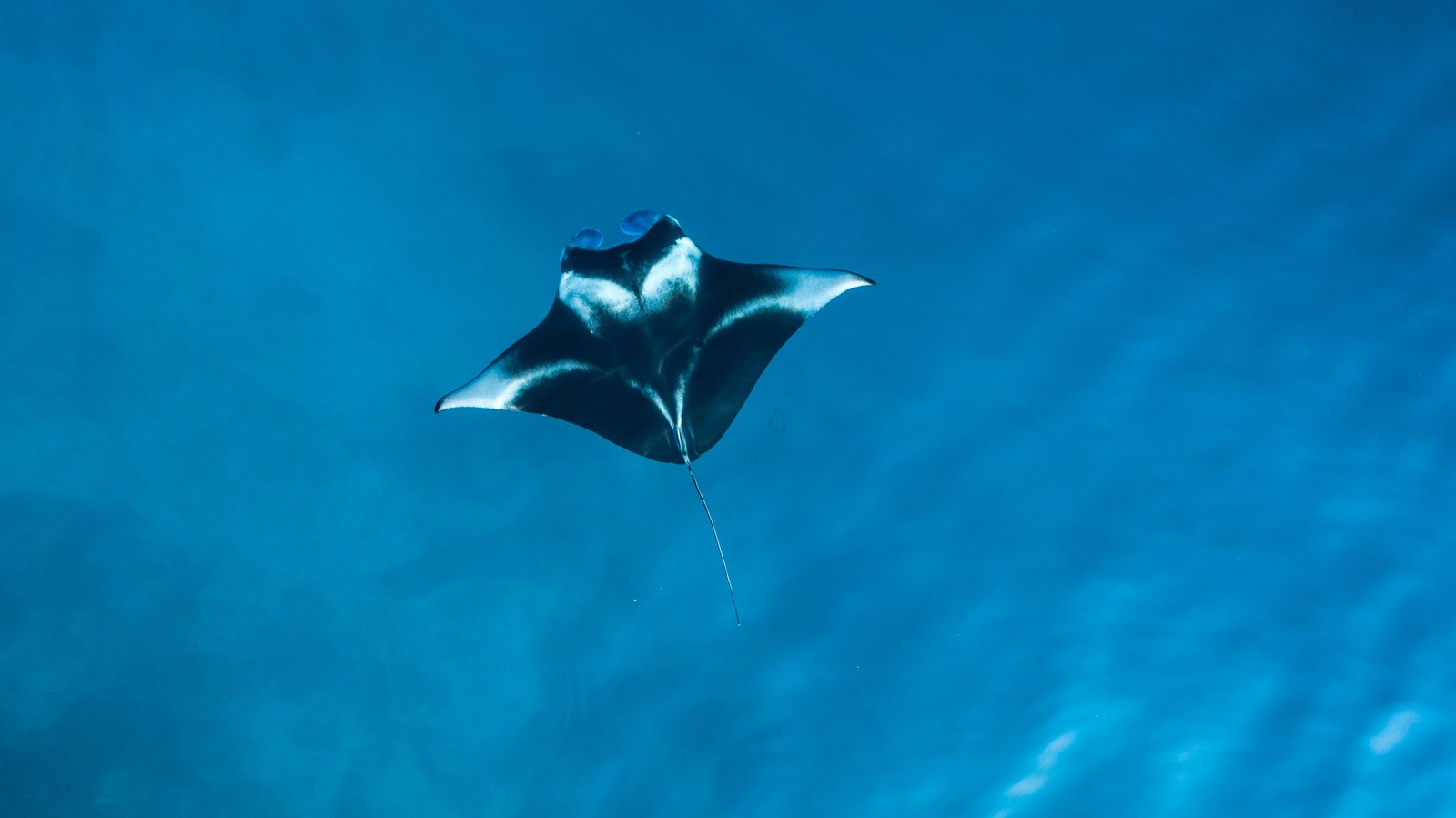 Manta ray in the Maldives