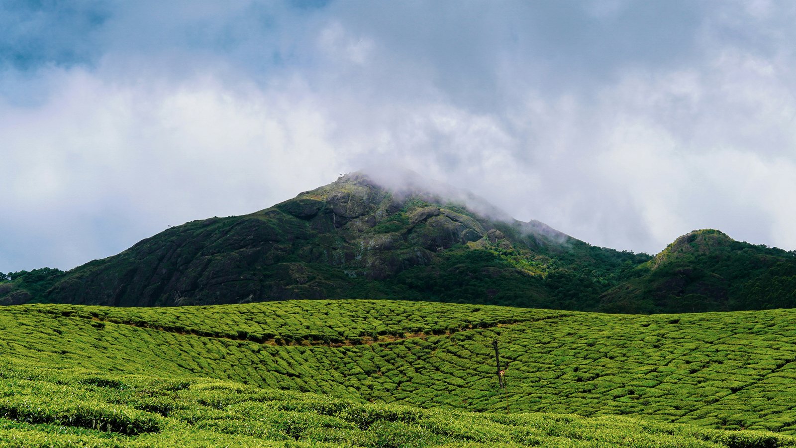 Munnar tea plantations