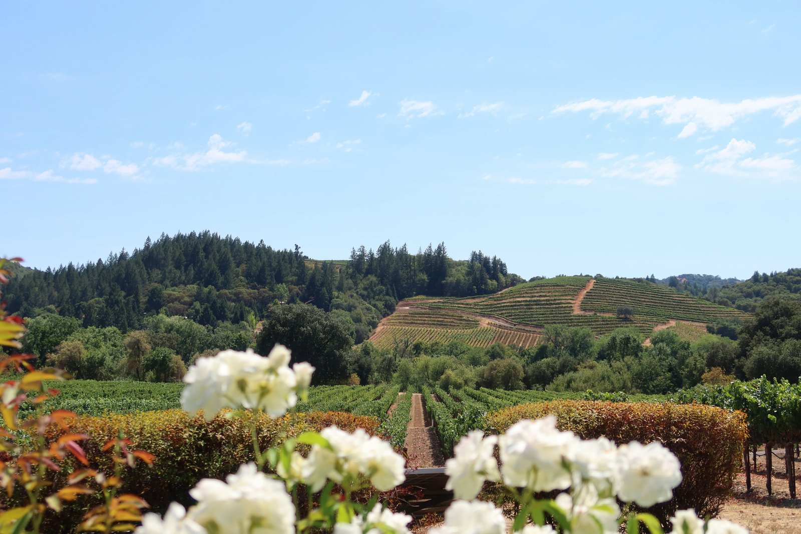 Napa Valley vineyard California