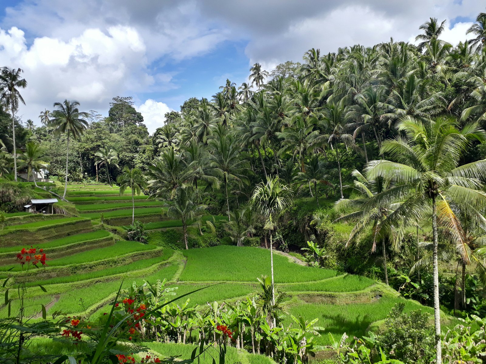 Tegallalang rice terraces Bali Indonesia