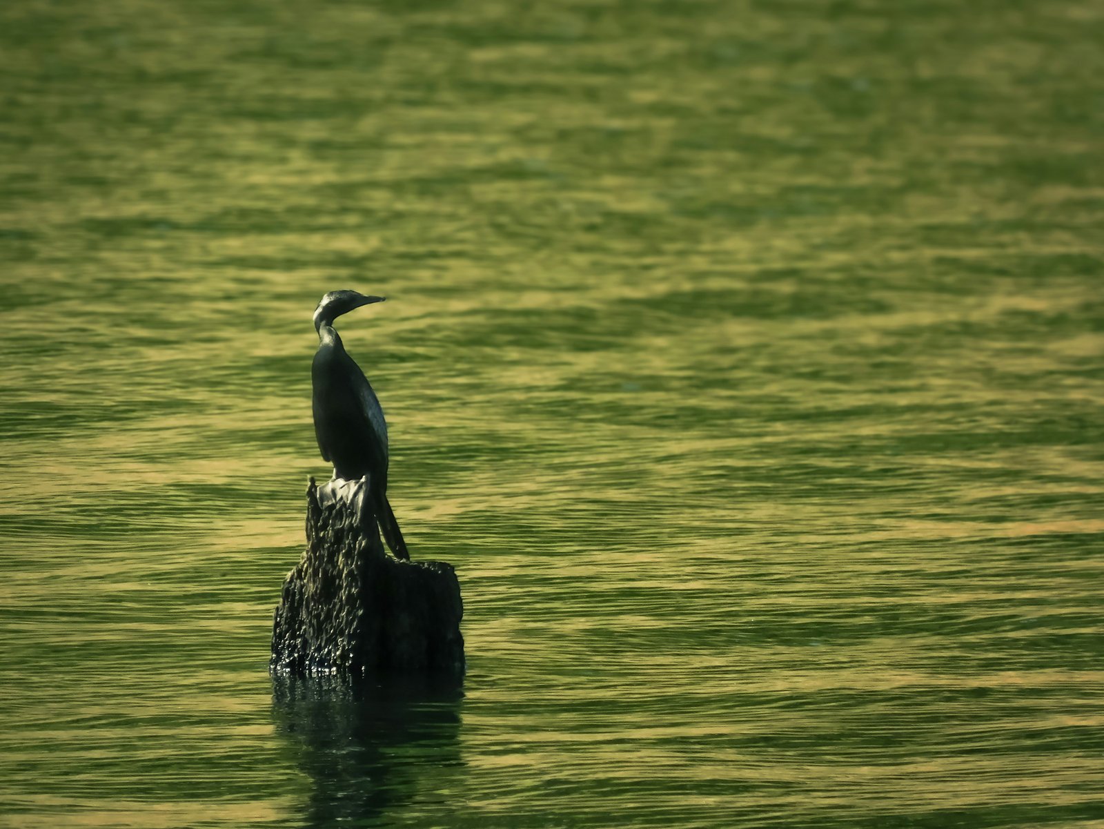 Thekkady and Periyar National Park